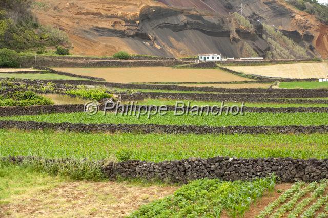 Portugal Acores 16.JPG - Portugal, Açores, île de Terceira, zone protégée de Ponta das Contendas, champs entourés de murets en pierre